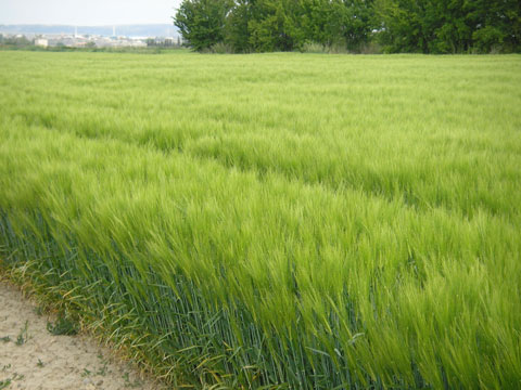 Obtencin de semilla G3 de la variedad Cierzo en la finca de la EEAD-CSIC en Zaragoza