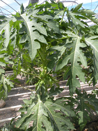 La papaya es otro de los cultivos tropicales que est despuntando en los ltimos aos