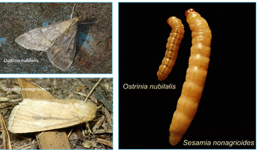 Figura 5. Adultos y larvas de los taladros
