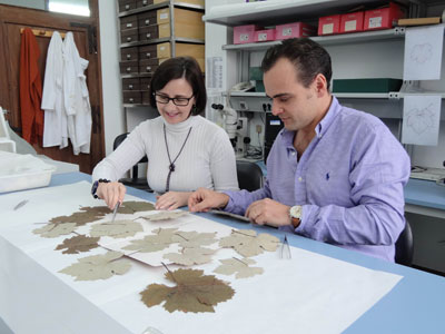 Mara del Carmen Martnez, investigadora del CSIC, trabajando con las variedades de vid del herbario