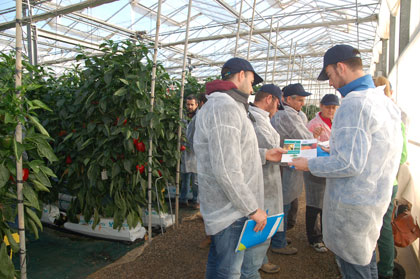 Tcnicos visitando el cultivo de pimientos de la Estacin Experimental Las Palmerillas