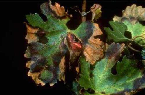 Necrosis marginal en hojas de vid