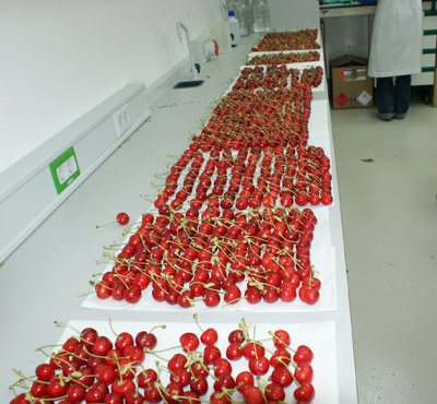 Fotografa 1: Proceso de seleccin de las cerezas para su disposicin en los diferentes lotes del experimento