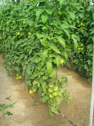 Figura 5. ToCV en tomate