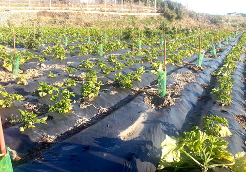 Figura 8. TYLCNDV impide el cultivo de calabacn al aire libre en la provincia de Mlaga