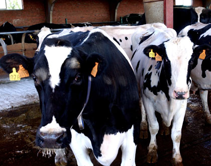 Las ayudas compensan los costes de prevencin, control, lucha o erradicacin de enfermedades de los animales, incluidas en programas sanitarios...