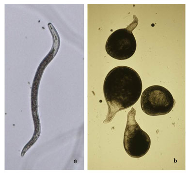 Figura 1. Morfologa de nematodos fitoparsitos...