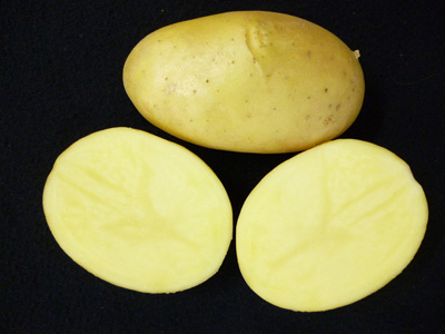 La variedad Miren, con un llamativo color amarillo y una piel lisa y con ojos superficiales. Foto: Neiker-Tecnalia