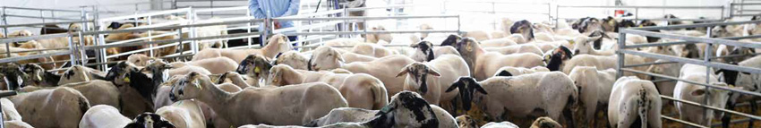 El 53% de expositores son ganaderos de carne de bovino; el 31%, de leche de bovino; el 15% de ovino; y el 13%, de cultivos...