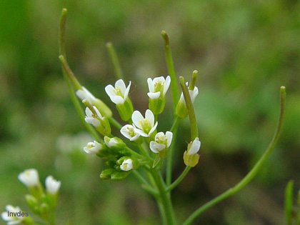 Arabidopsis thalina