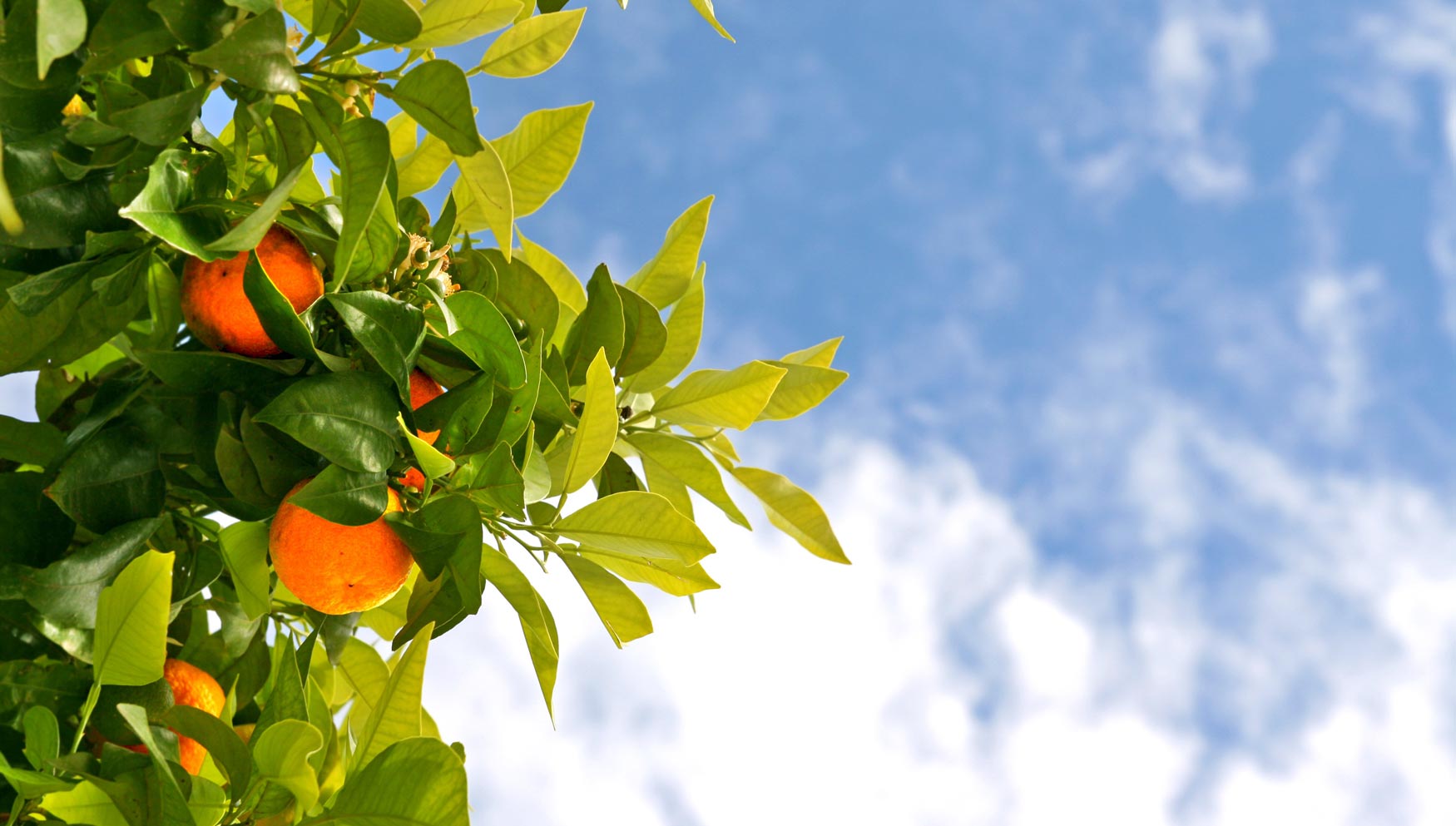 La piel de naranja se postula como potencial bioadsorbente de metales pesados