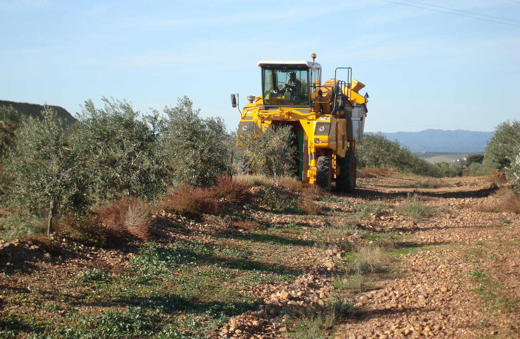 Figura 1. Cosechadora cabalgante trabajando en una plantacin joven de olivar intensivo