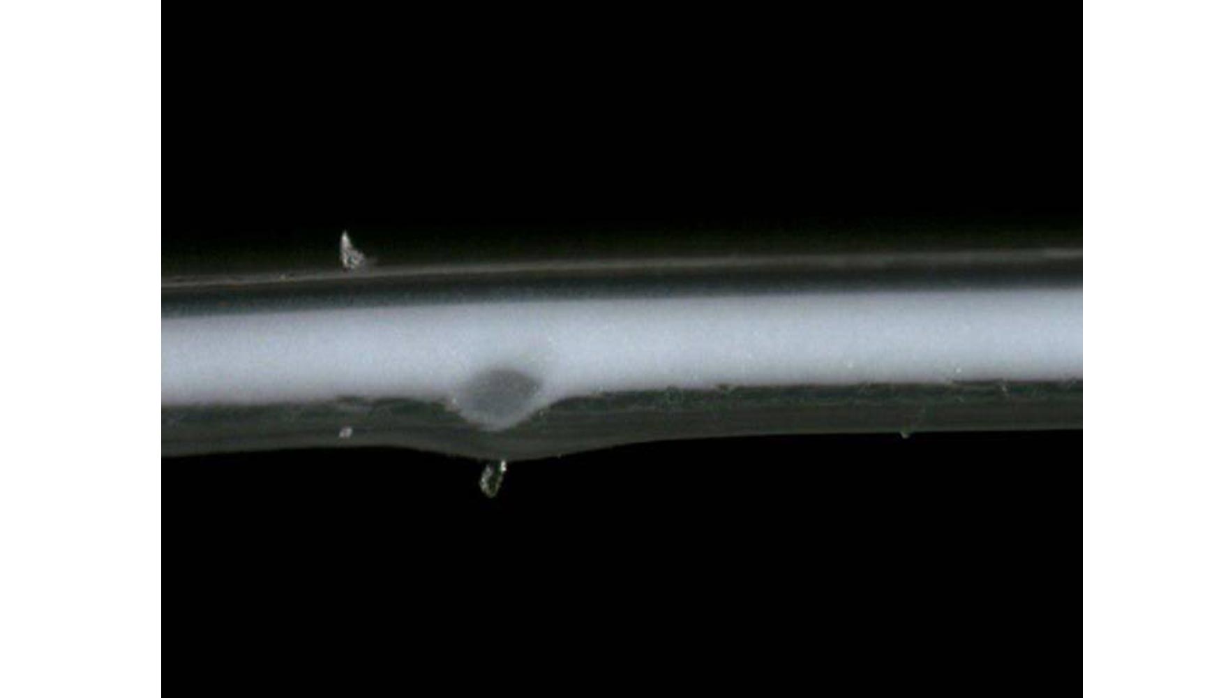 Foto 1: seccin transversal de un gel
