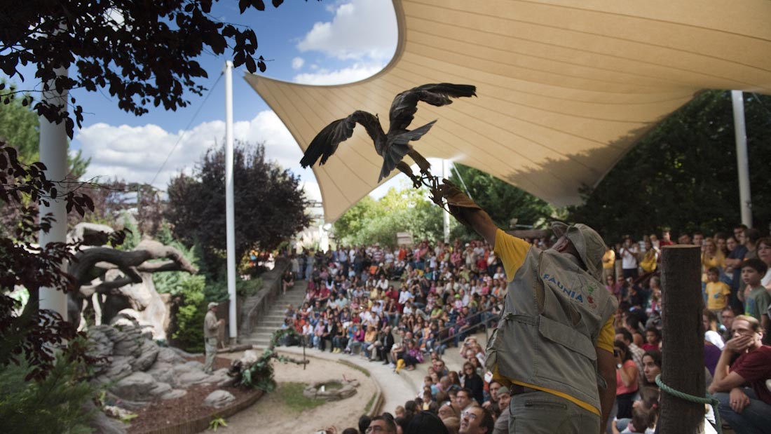 Exhibicin de rapaces en Faunia