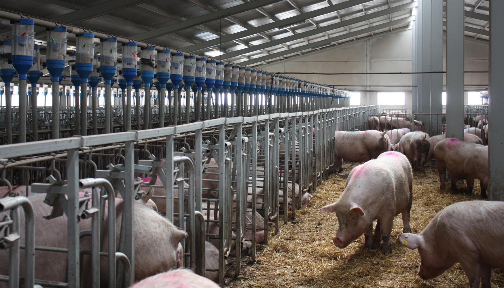 La produccin de carne del sector porcino representa el 61,5% del total del volumen de carnes producidas