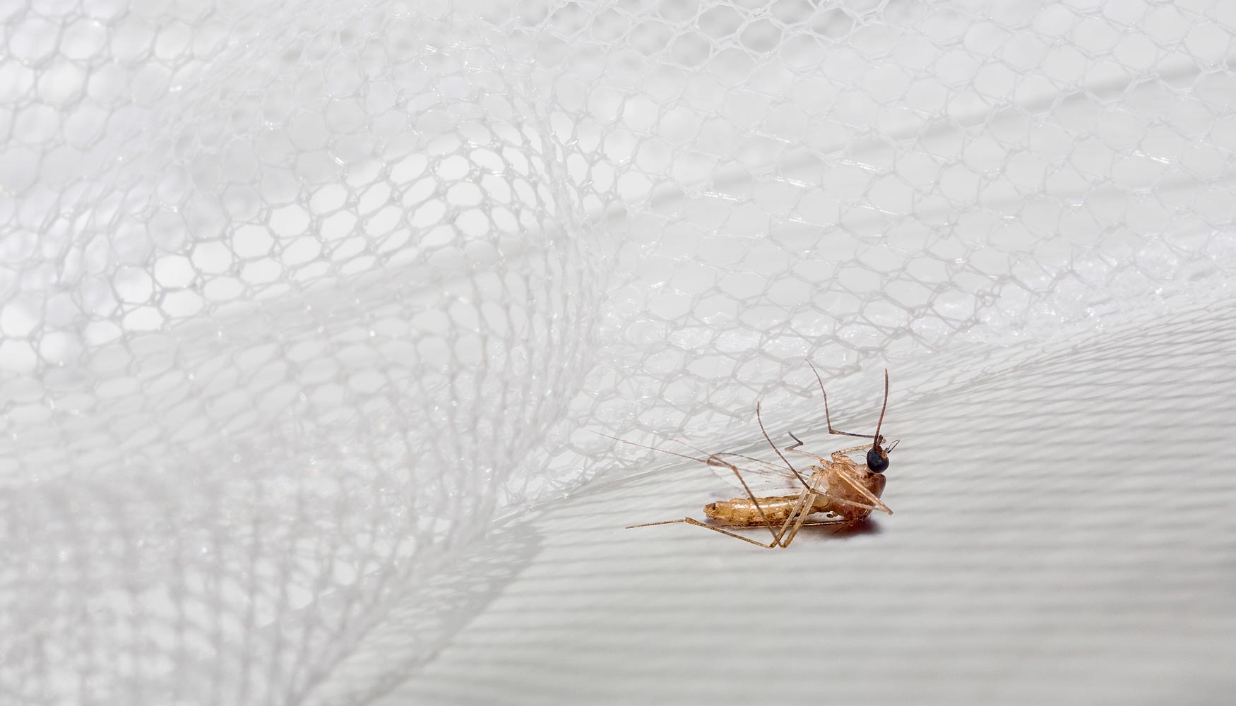 Los mosquiteros Royal Sentry, que cuentan con masterbatches de Clariant, son efectivos contra los insectos e inofensivos para los humanos...