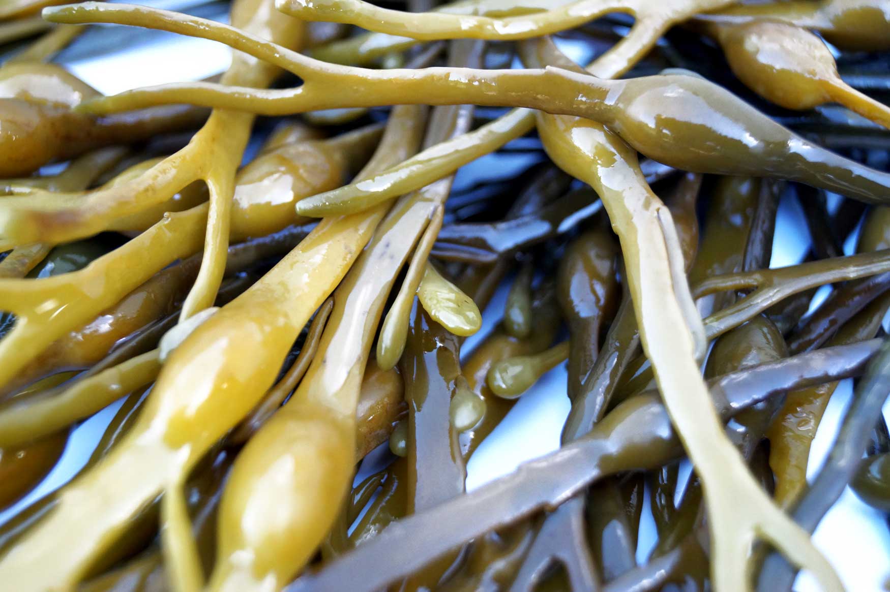 Para qué sirven las algas marinas?