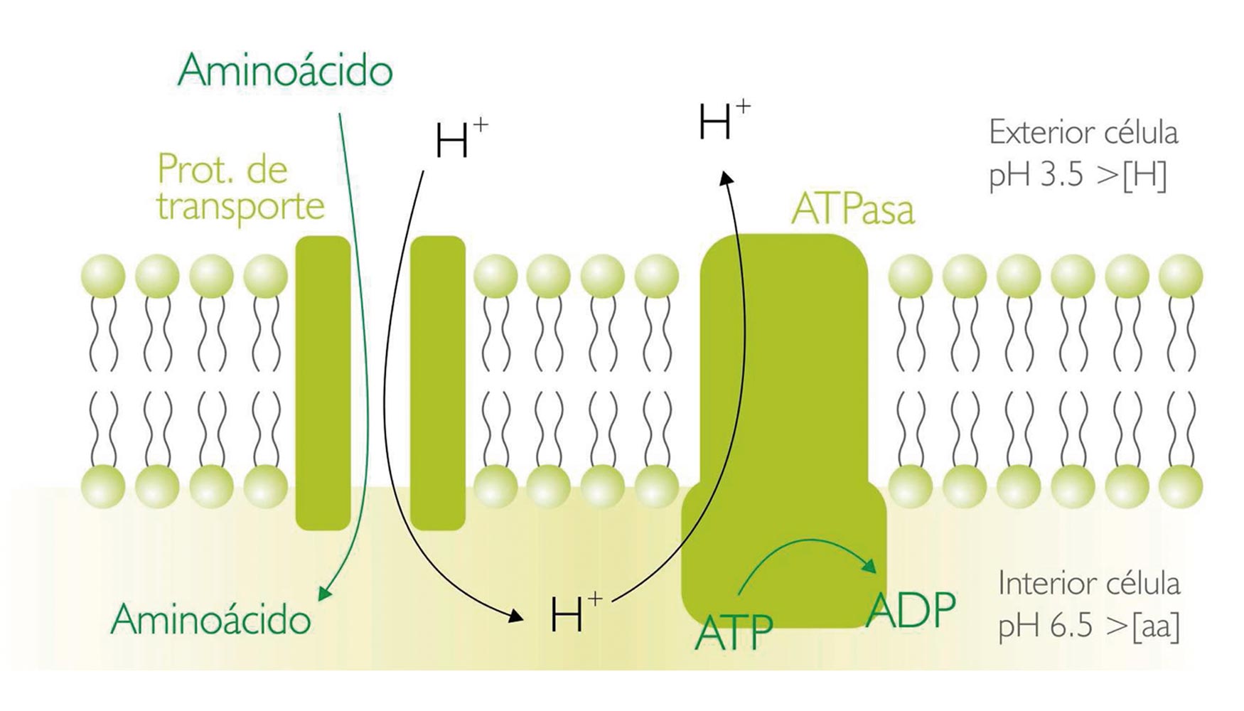 Figura 1. La entrada de los aminocidos a la levadura se realiza mediante protenas especficas de membrana e implica gasto de energa...