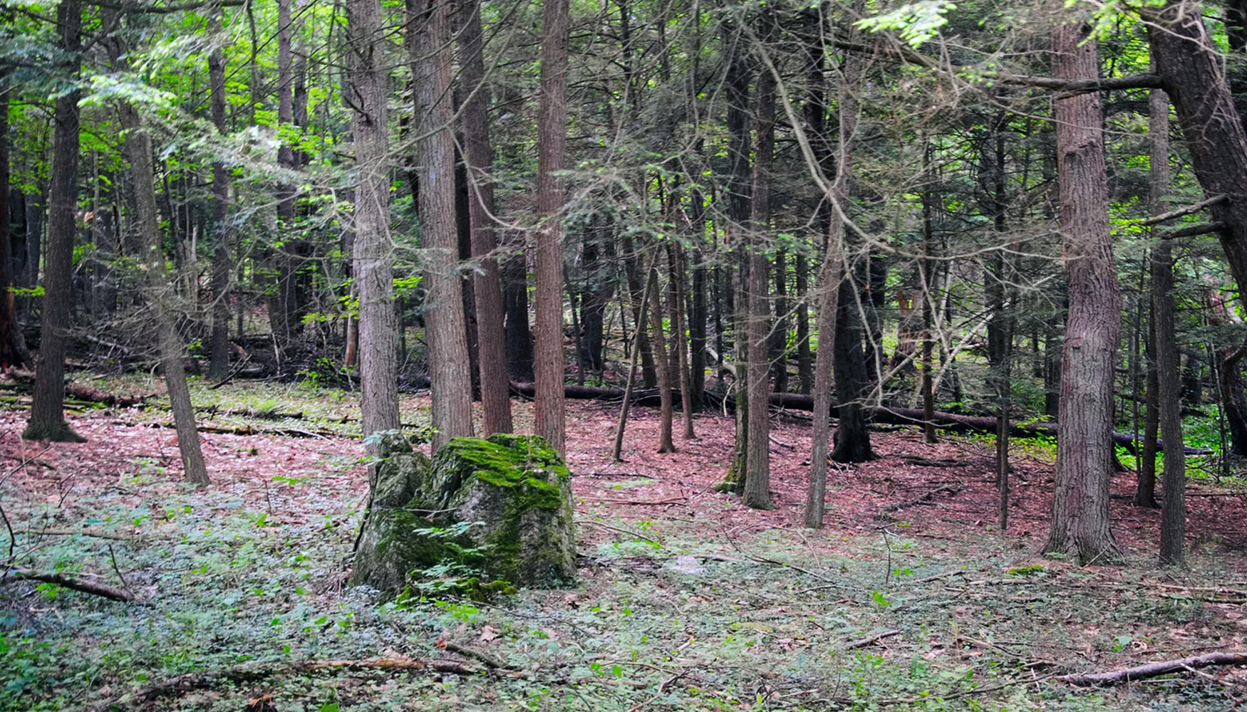 Bosque templado en el que se ha llevado a cabo el estudio