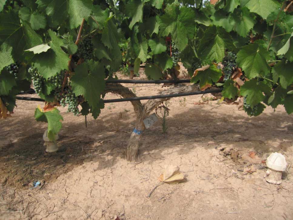 Foto 1. Tcnica del secado parcial de races aplicada a una cepa Monastrell, donde se puede ver la parte hmeda y seca en la zona radicular...