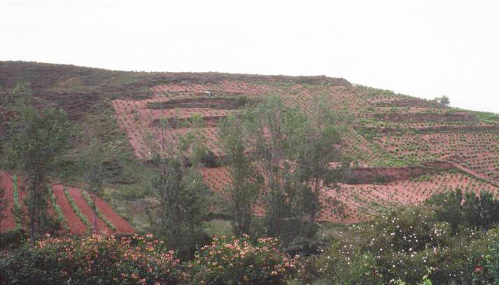 Viedo tradicional histrico en ladera