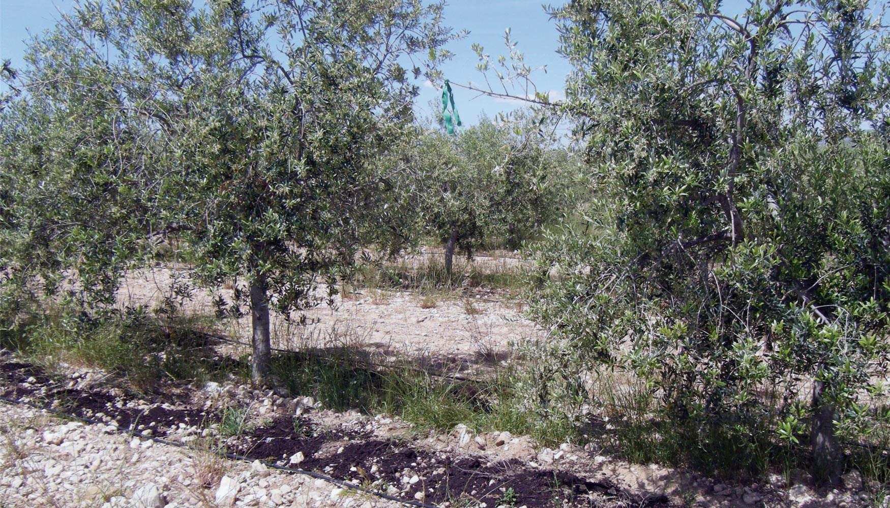 Vista de una parcela experimental de olivar ecolgico con aplicacin de compost (Casa Pareja SAT, Jumilla, Murcia; www.casapareja.es)...