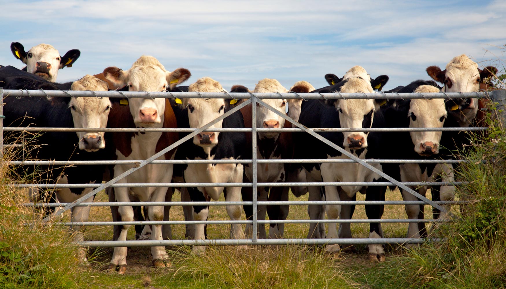 El valor de la leche natural es una demanda importante para los nuevos consumidores, sobre todo entre el pblico joven