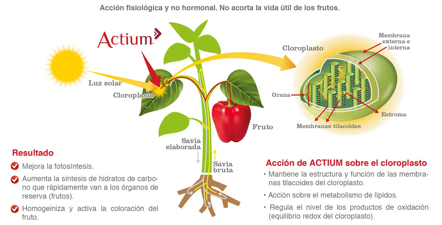 Figura 1. Modo de accin de Actium