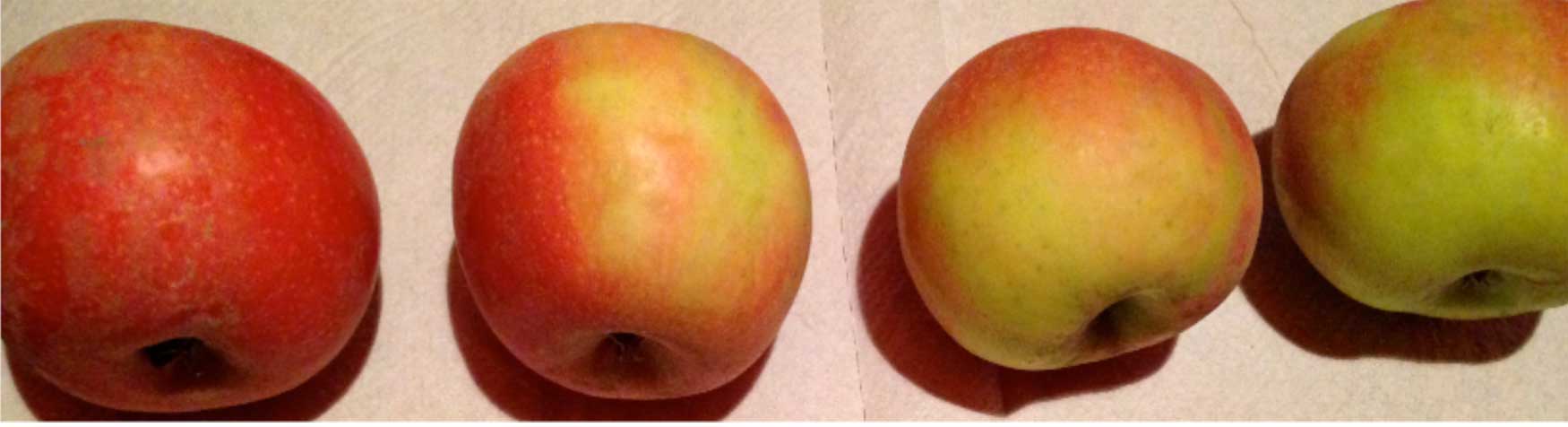 Figura 2. Escala de color de coloracin en manzano