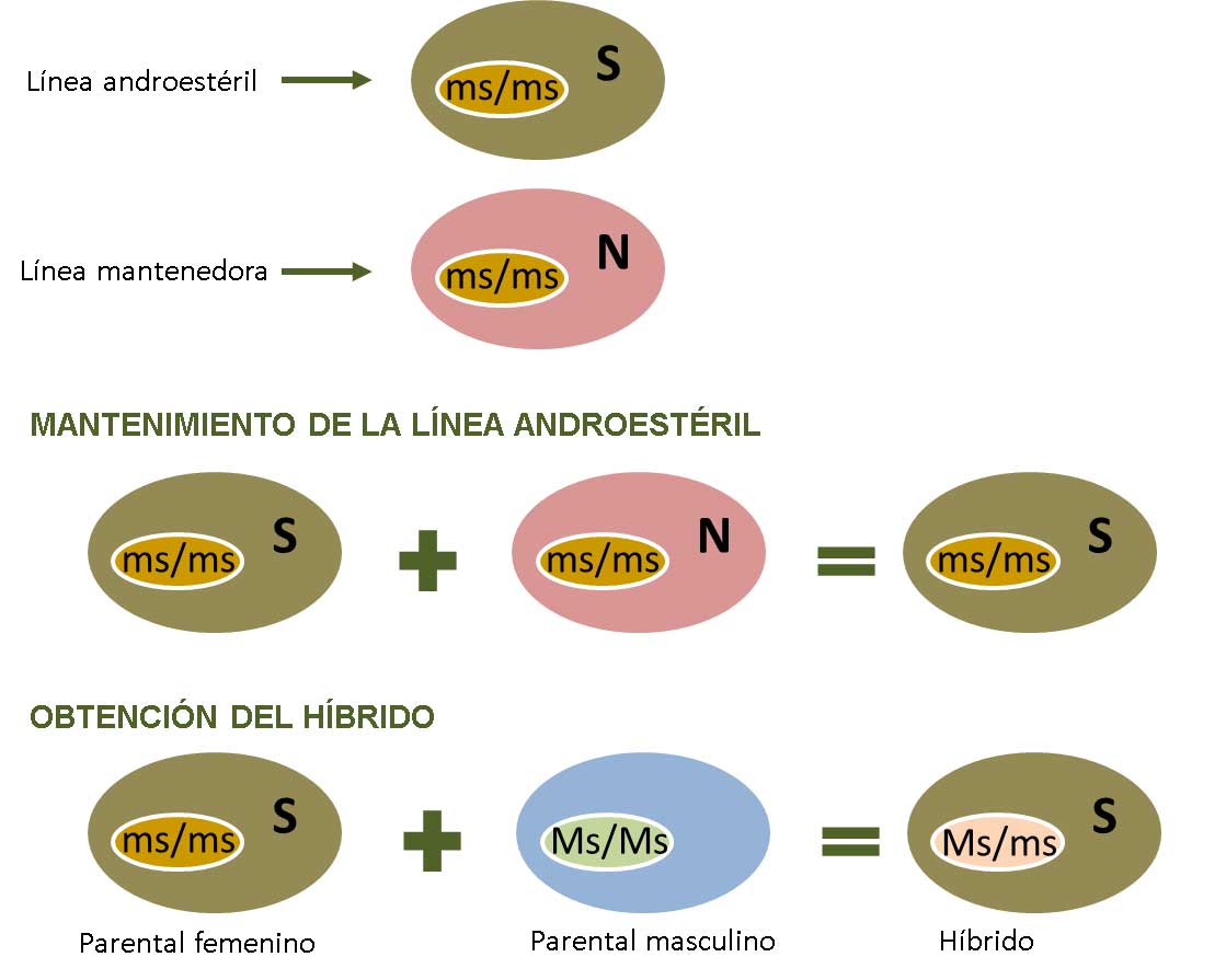 Figura 2. Esquema de los genotipos asociados a la androesterilidad para la produccin de hbridos