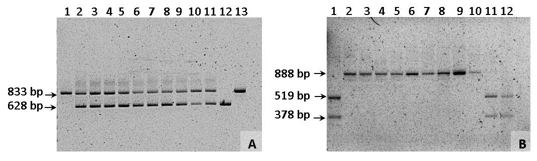 Figura 3. Fragmentos amplificados en distintas variedades de cebolla con los marcadores MK y jnurf05...