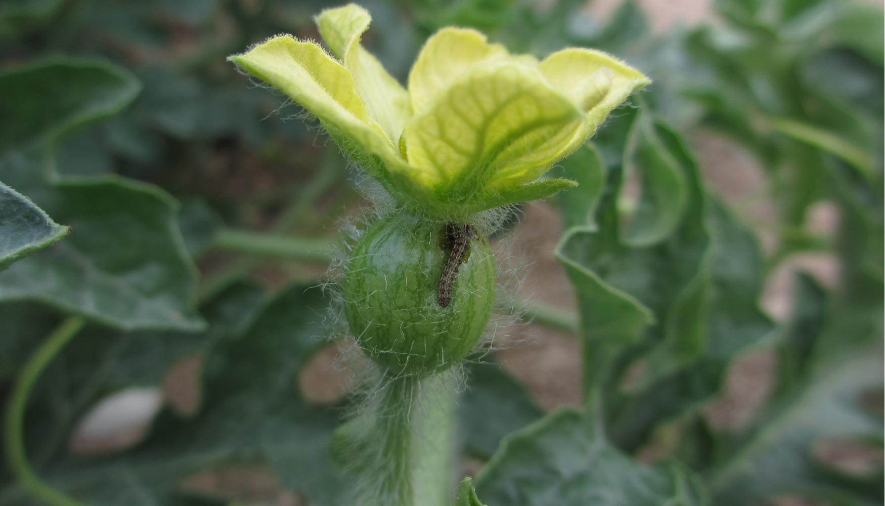 La oruga es uno de los insectos que aparecen en hojas de cultivos