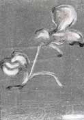 R. Vives. Florabilium II (2005). Monotipo por sustraccin sobre policarbonato