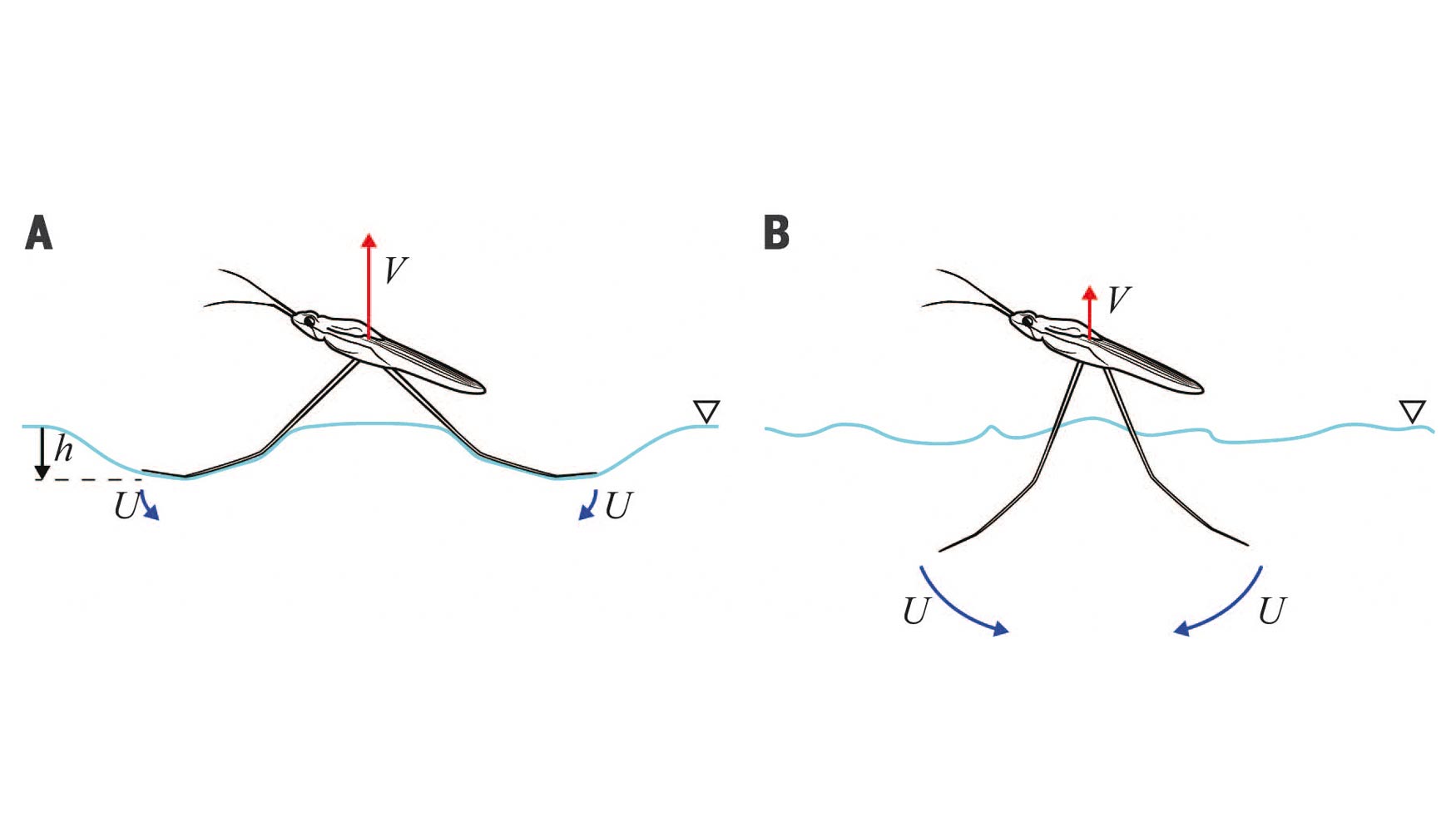 Comparacin del insecto-robot en dos comportamientos. A la izquierda, A, sin romper la superficie acutica. B...