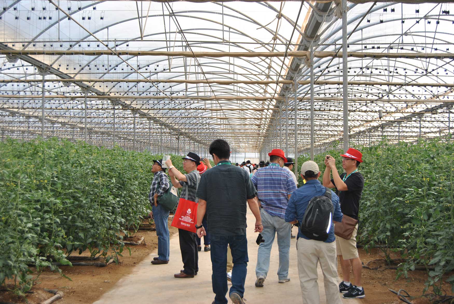 Visita de cultivos de pepino en invernadero, Agrcola Perichn