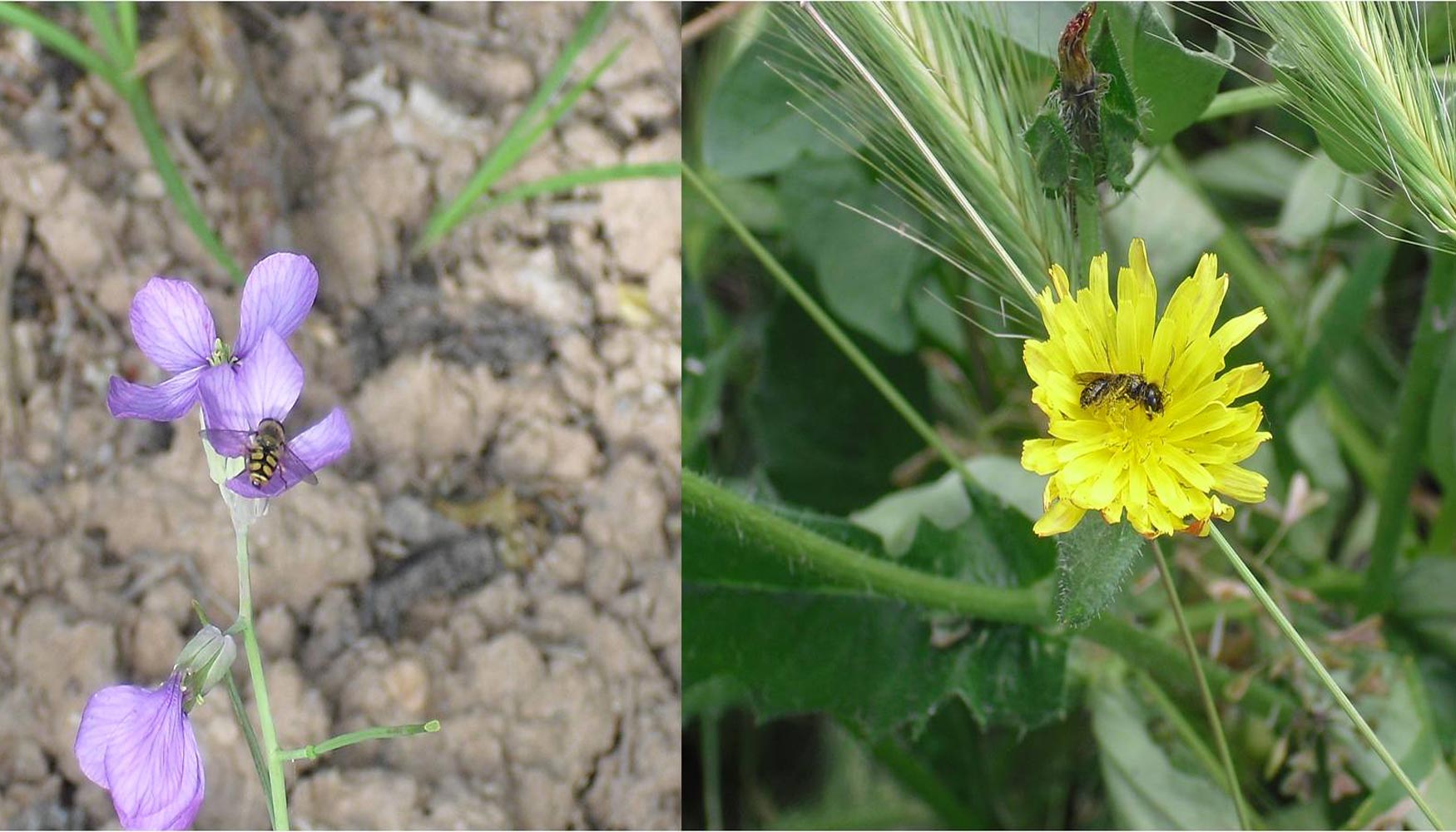 Figura 3. Srfido sobre Moricandia arvensis (izquierda) y abeja silvestre sobre Picris echioides (derecha)