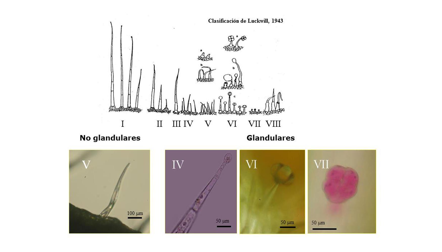 Figura 1. Tipos de tricomas presentes en las plantas de las distintas especies de tomate segn la clasificacin de Luckwill, 1943...