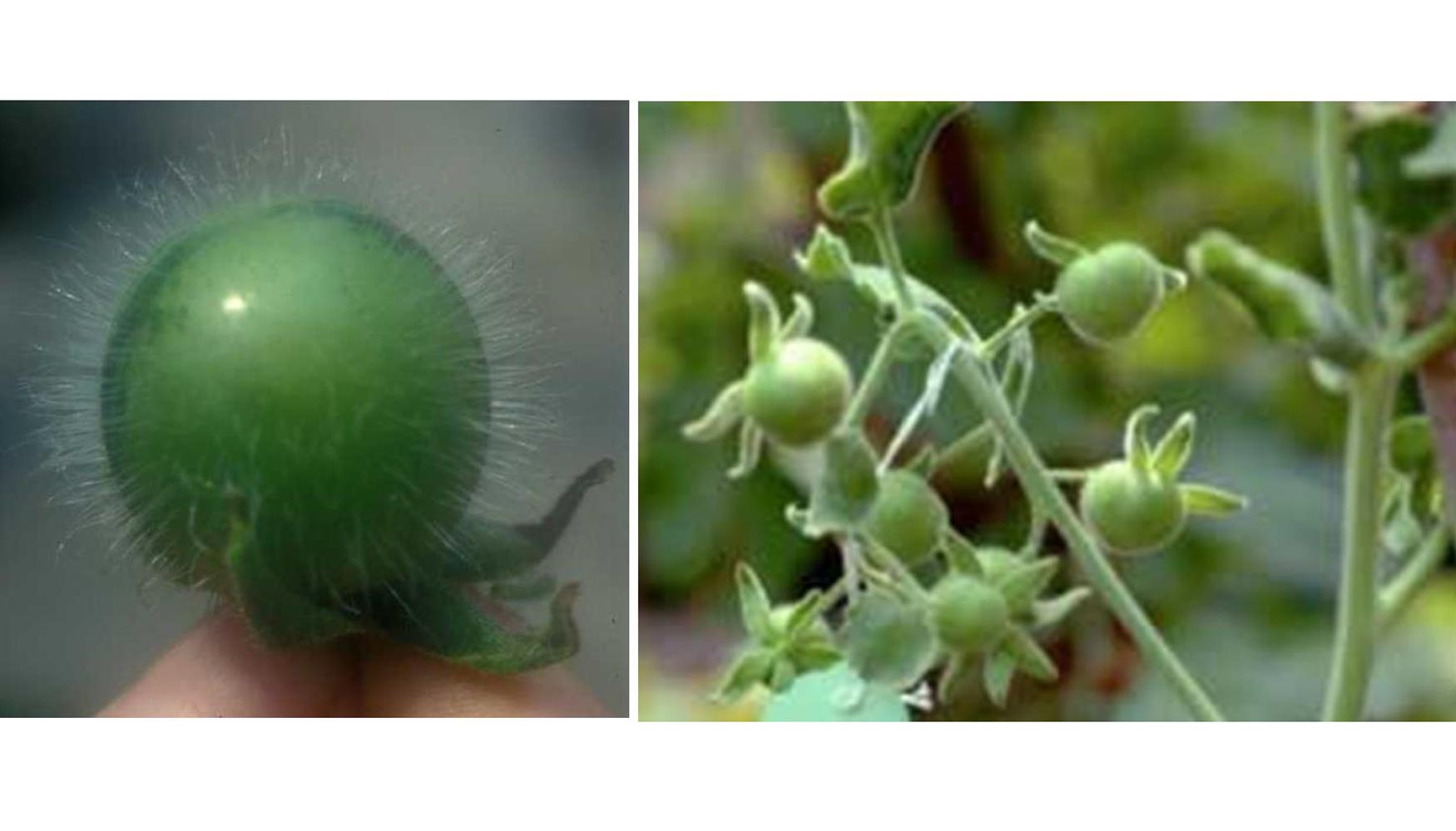 Figura 2. Fruto maduro de dos de las especies de tomate silvestres resistentes a plagas: Solanum habrochaites (izq.) y S. pennellii (dcha...