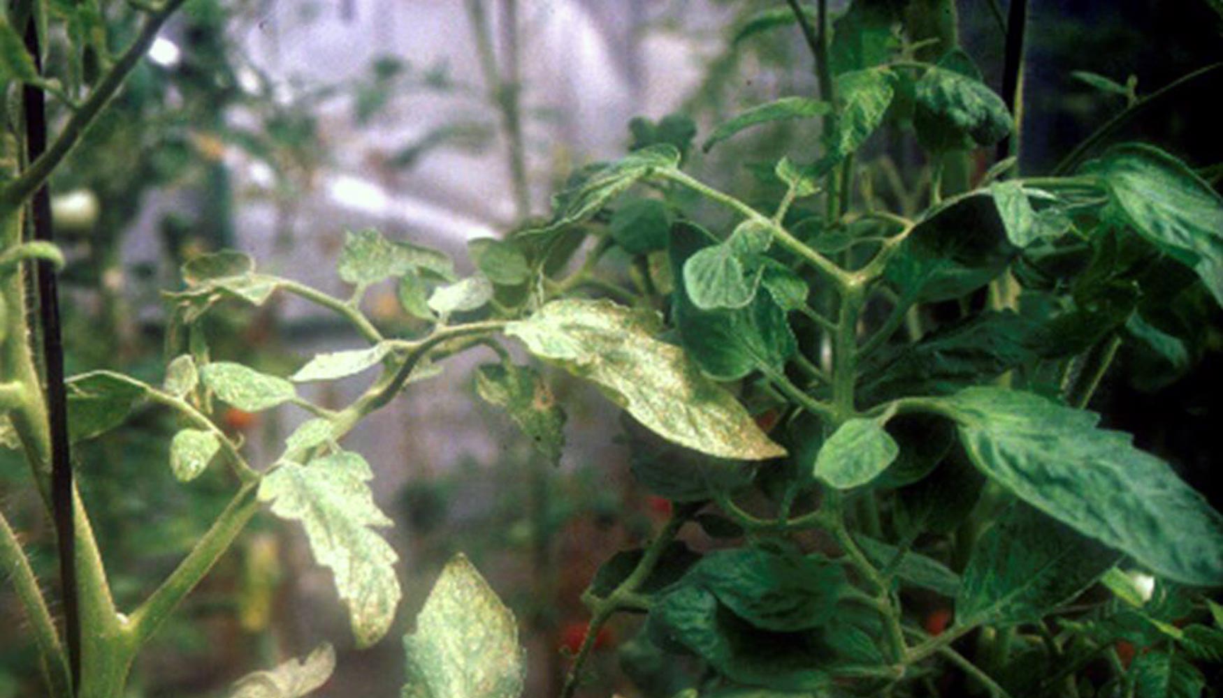 Figura 4. Planta de S. pimpinellifolium TO-937 (dcha...