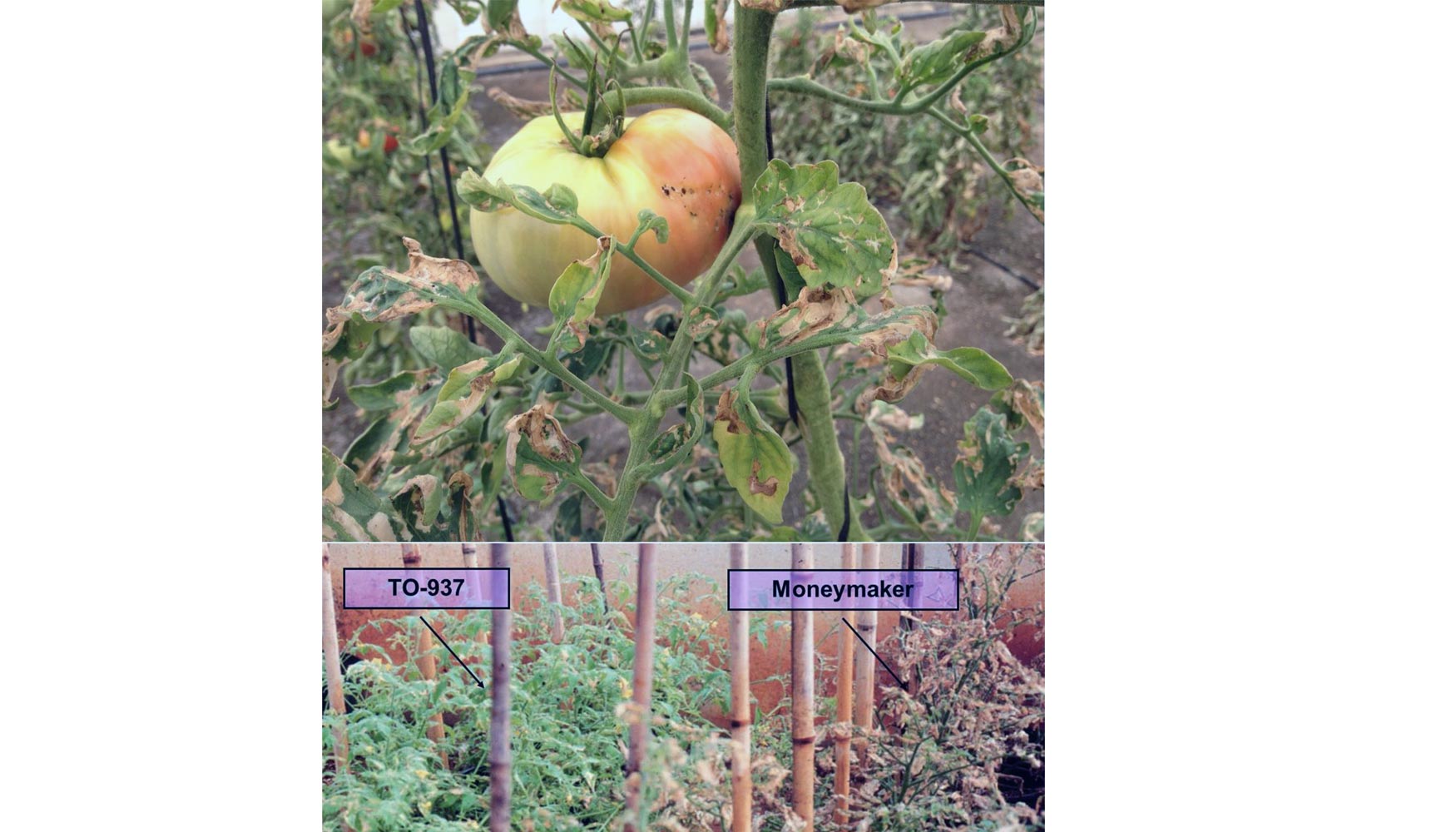 Figura 6. Daos tpicos en hojas y frutos de tomate causados por las larvas del microlepidptero Tuta absoluta (arriba). Las plantas de S...