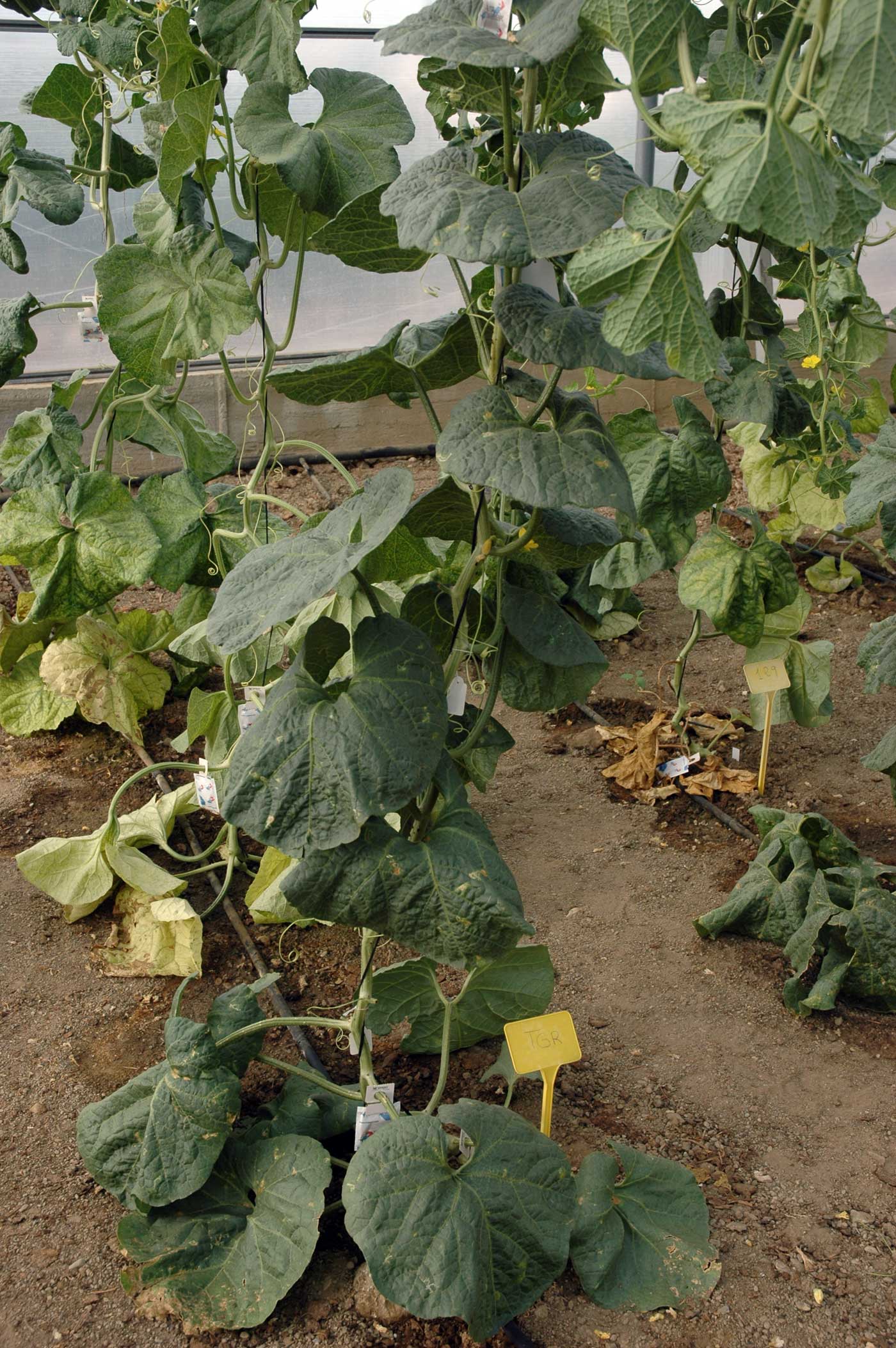 Planta de meln TGR resistente a CYSDV