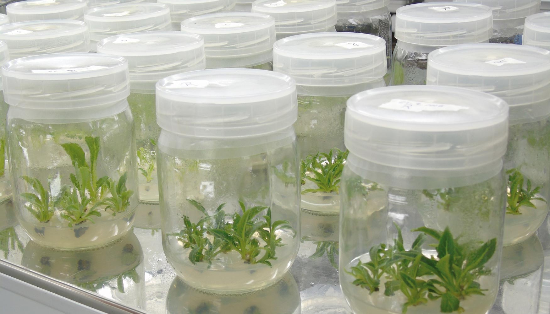 Investigacin en tcnicas de propagacin 'in vitro' de plantas