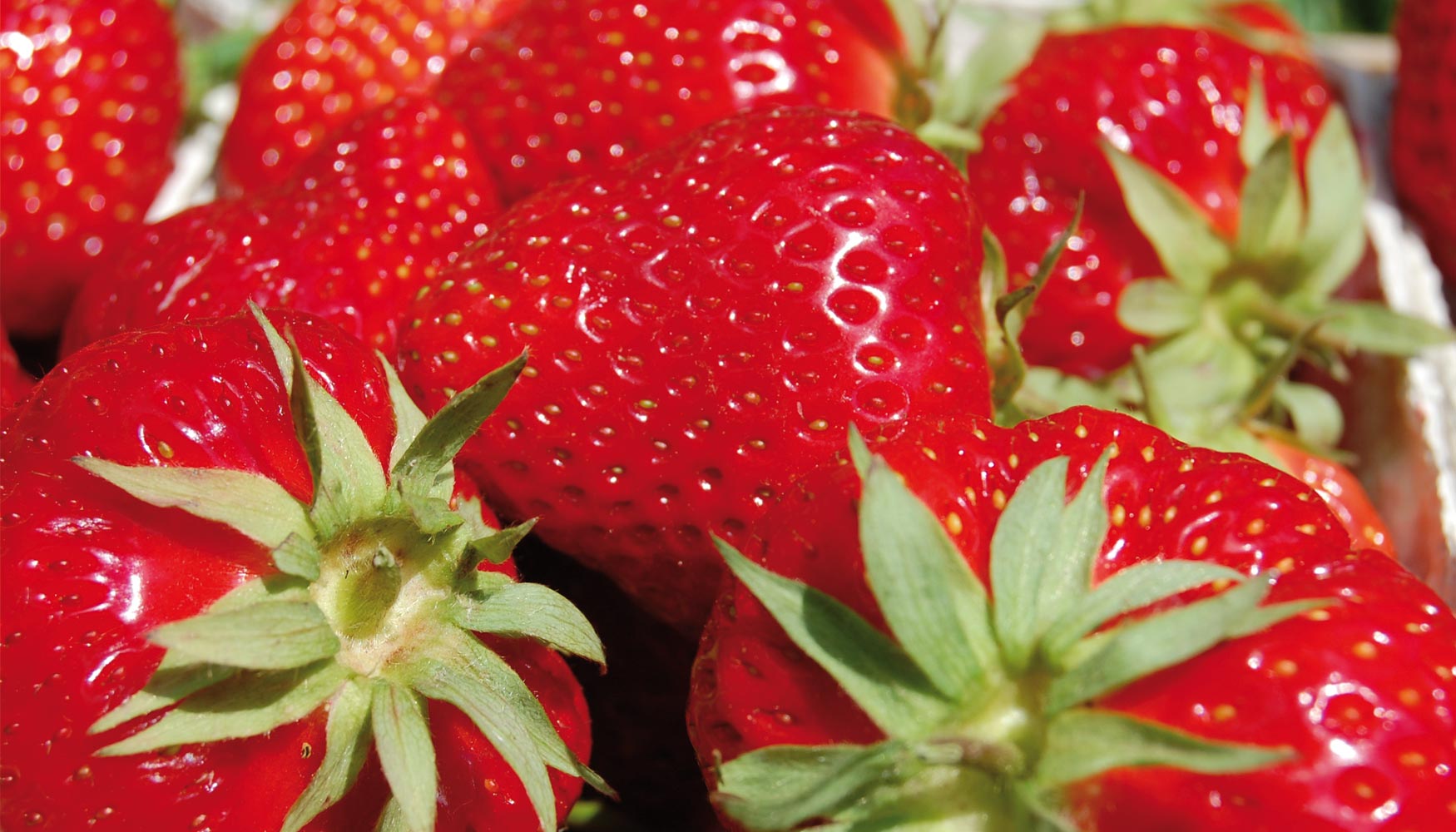Las fresas destacan por sus propiedades nutricionales