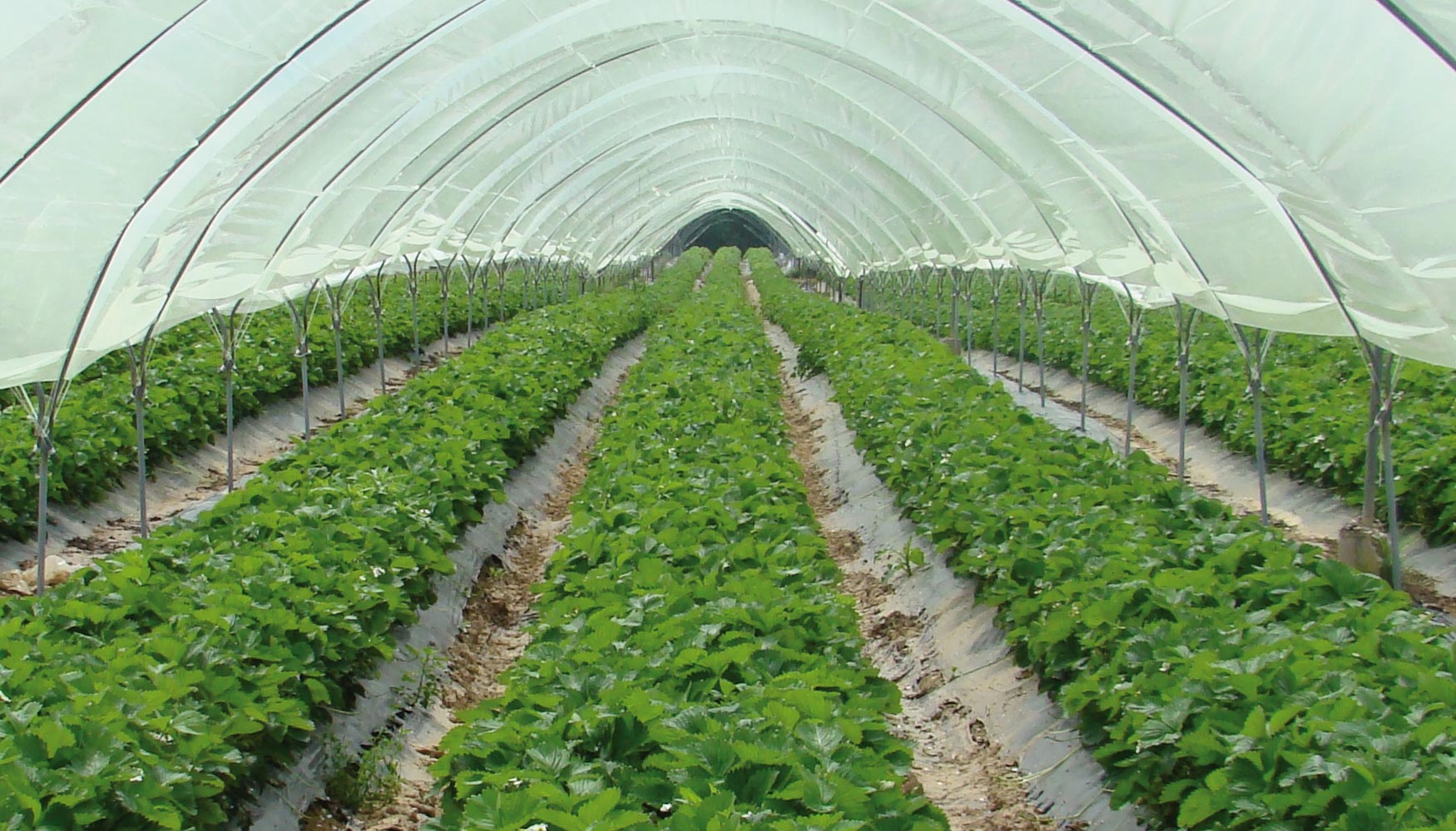 Huelva cuenta con una superficie de 97,5768 hectreas dedicadas al cultivo de fresas ecolgicas
