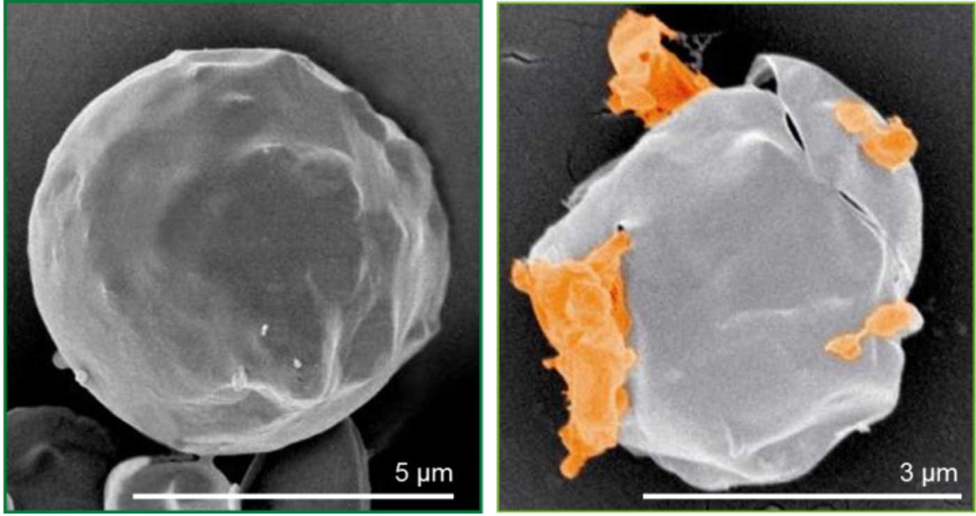 Figura 3. Imgenes de microscopia de barrido a baja temperatura de zoosporas de Plasmopara vitcola, con y sin la aplicacin de Initium...