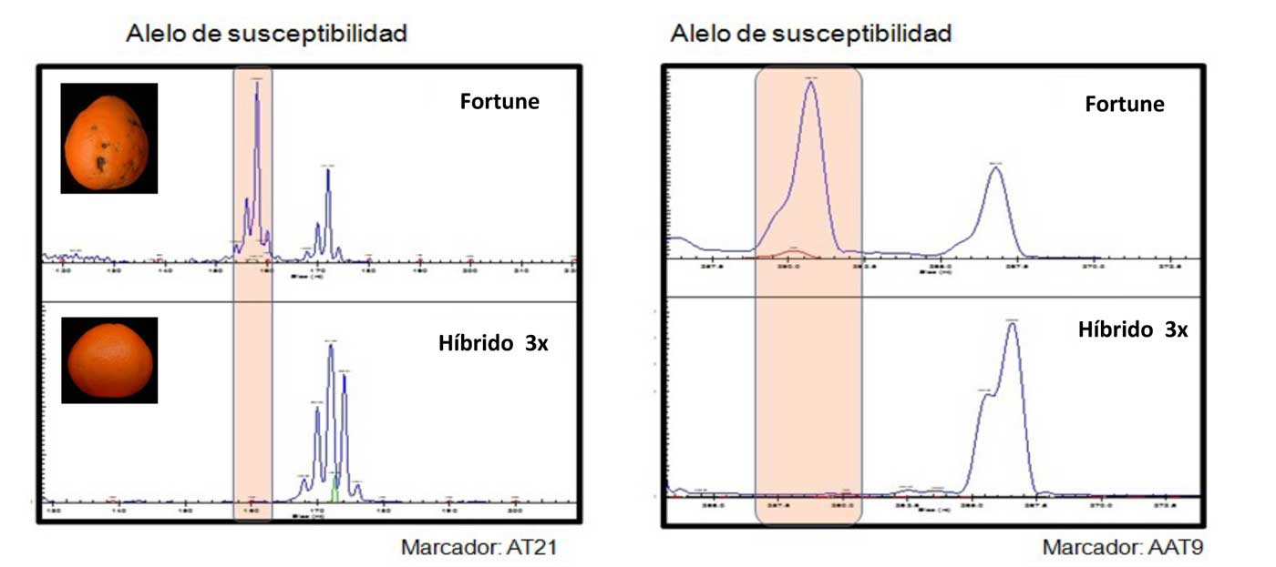 Figura 2. Anlisis gentico susceptibilidad Alternaria con los marcadores moleculares AT21 y AAT9...