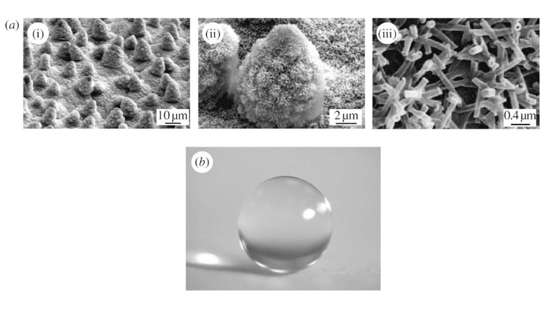 Figura 11. Estructura jerrquica de la flor de loto...