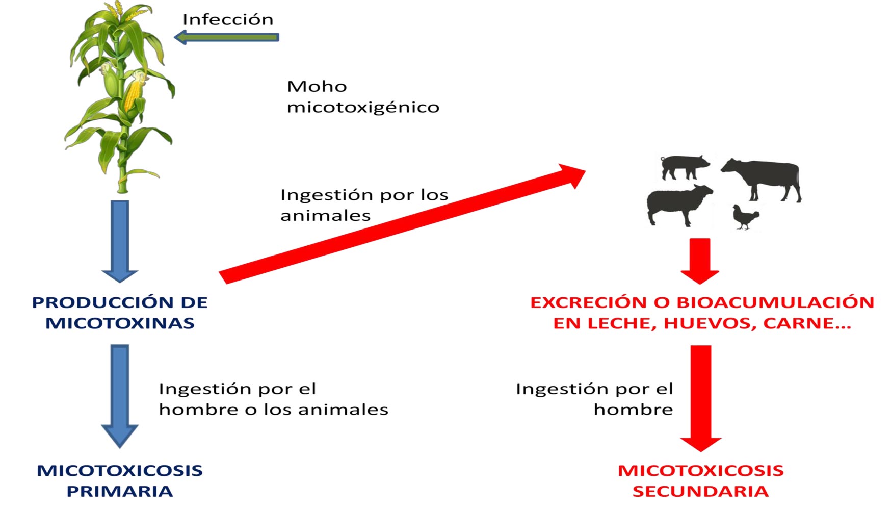 Figura 1. Llegada de micotoxinas a la cadena alimentaria