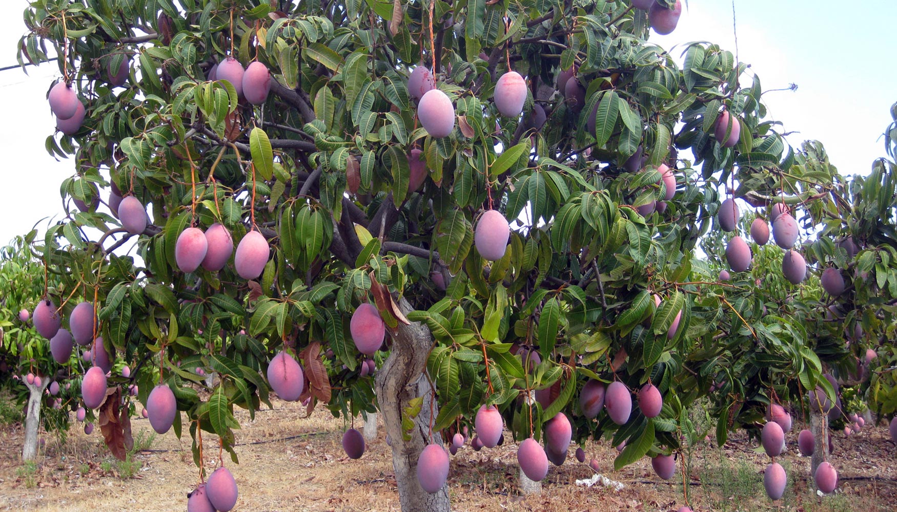 Aguacate y mango, dos de los cultivos innovadores más rentables en España -  Fruticultura