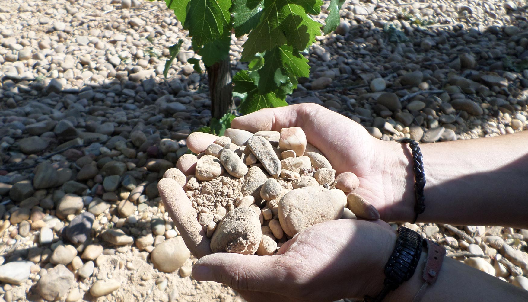 Las uvas en sprawl son ms equilibradas y tienen aromas ms frescos que en espaldera, sobre todo en aos ms secos